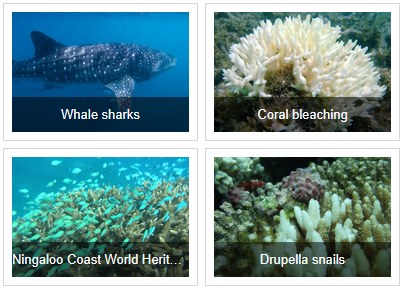 Ningaloo region highlights: whale sharks, coral bleaching, Ningaloo Coast World Heritage status, and Drupella snails